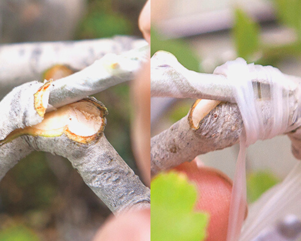 Aglis New Medel Buddy Tape Grafting Tape Agricultural Materials 25mm×3 ForestMori