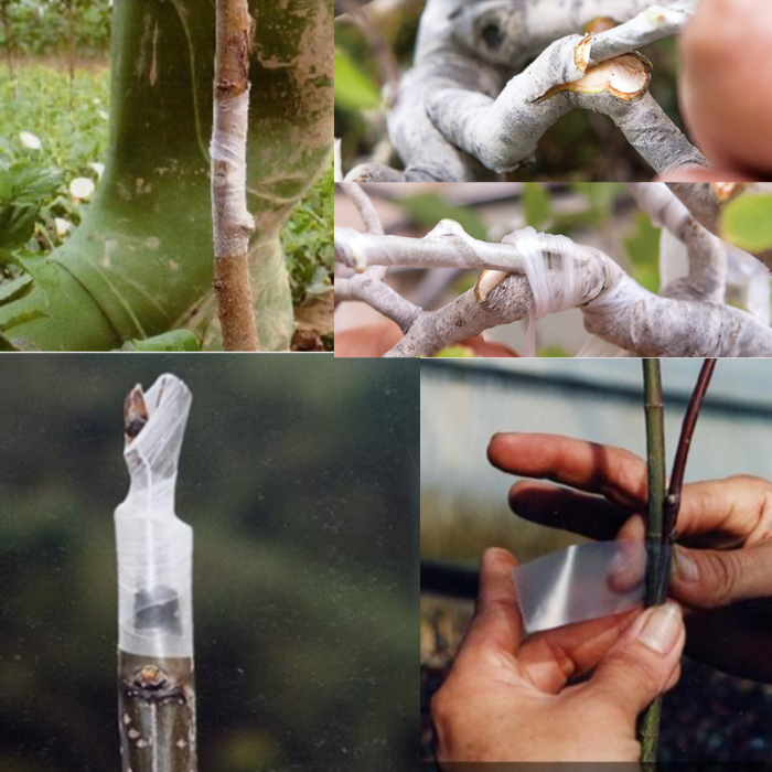 Aglis New Medel Buddy Tape Grafting Tape Agricultural Materials 25mm×3 ForestMori